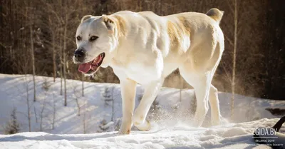 Алабай 🐕 как ухаживать, характеристика породы, размеры, клички, фото