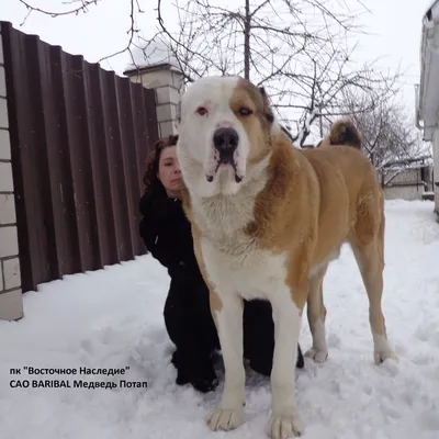 Среднеазиатская овчарка. . волкодав. алабай. | Caucasian dog, Dogs, Alabai  dog