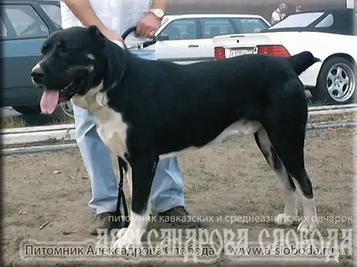 Пропала среднеазиатская овчарка в Баландино, на Портовой улице | Pet911.ru