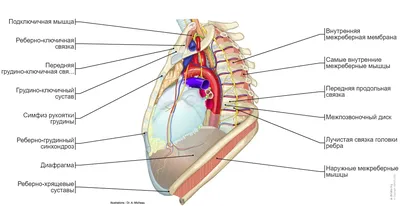 Средостение иллюстрации : нормальная анатомия | e-Anatomy