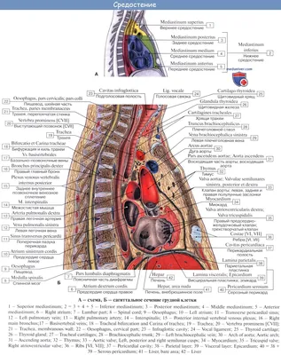 Средостение | это... Что такое Средостение?