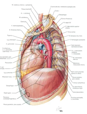 Средостение иллюстрации : нормальная анатомия | e-Anatomy