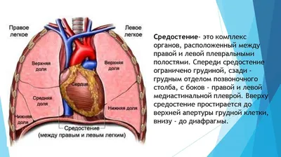 Средостение иллюстрации : нормальная анатомия | e-Anatomy