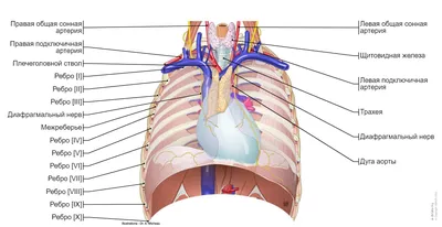 Средостение иллюстрации : нормальная анатомия | e-Anatomy