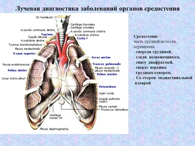 Средостение (Энциклопедия медицины: Анатомический атлас). | Кровеносная  система, Учащиеся медучилища, Судебная медицина