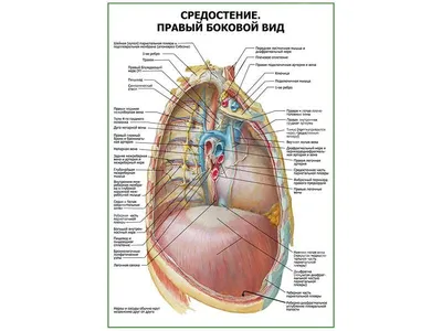 4.7. Кисты средостения