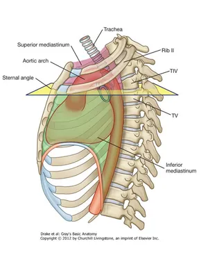 Плевра и средостение — Видео | ВКонтакте