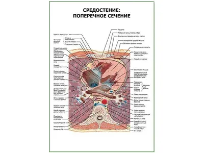 Анатомия | Топография средостения - YouTube