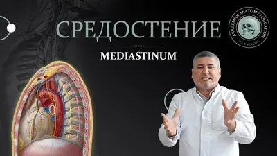 Средостение иллюстрации : нормальная анатомия | e-Anatomy