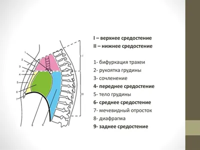 Лучевые исследования средостения - ppt video online download