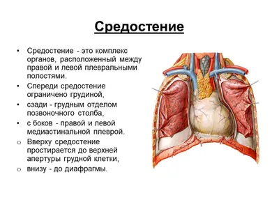 Средостение / MEDIASTINUM - YouTube