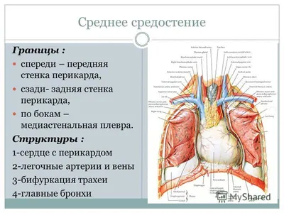 Файл:Mediastinum anatomy.jpg — Википедия