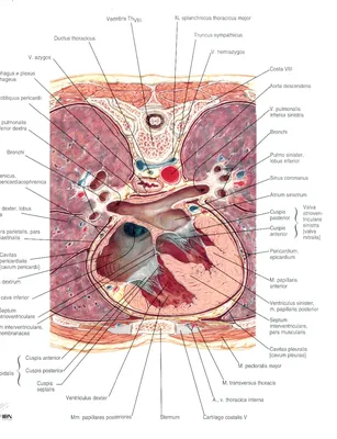 КТ-анатомия легких, средостения и сердца. Аксиальные срезы | e-Anatomy