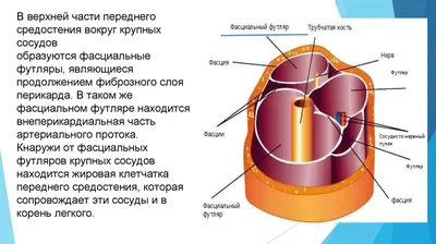 Презентация на тему: \"Тема : «Топографическая анатомия средостения.  Медиастинит »\". Скачать бесплатно и без регистрации.