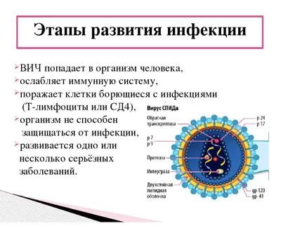 ВИЧ – вирус иммунодефицита человека - ГБУЗ Кавказская центральная районная  больница МЗ КК