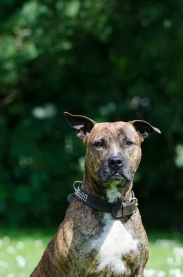 American Staffordshire Terrier or Amstaff or Stafford. Stock Photo - Image  of standing, portrait: 147795128