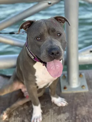 Vertical Portrait of Blue American Staffordshire Terrier Amstaff Sitting on  the Ground in Nature. American Stafford Dog with Stock Image - Image of  adorable, closeup: 180007251