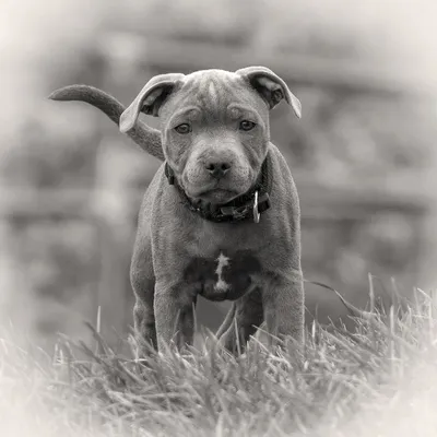 Premium Photo | A blue staffordshire terrier for a walk in the summer near  the lake. stafford is bathing in the lake.