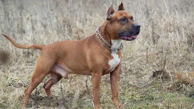 Американский стаффордширский терьер / American Staffordshire Terrier -  PetsPoint.ru