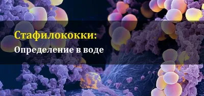 Стафилококк. Симптомы, виды, причины возникновения и лечение заболевания –  Семейная клиника «Доктор АННА»