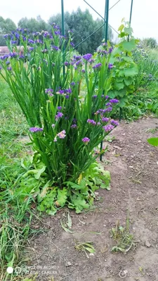 Букет из эустом и статицы