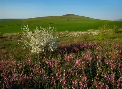 Kazakhstan's golden steppe shines again