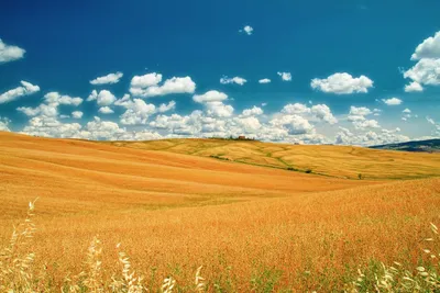 Степь в Украине Заводы степи Borysthenica Stipa Valesiaca Festuca Стоковое  Изображение - изображение насчитывающей игла, европа: 114810327