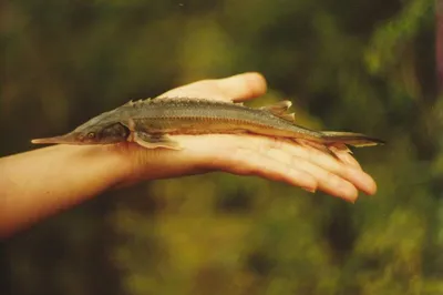 🐟 Купить дикую стерлядь 1,2 - 2 кг: 2 200 руб за кг - цена в Сыктывкаре,  доставка - интернет-магазин Дикоед