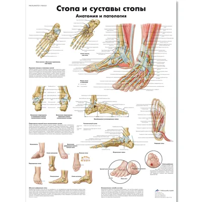 Диабетическая стопа, лечение и симптомы — (клиники Di Центр)