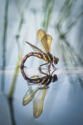 Sympetrum vulgatum - Стрекозы Беларуси (Odonata of Belarus)