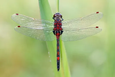 Стрекоза красная (Leucorrhinia rubicunda) - Picture Insect