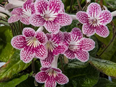 Стрептокарпус — Streptocarpus описание и уход на FloralWorld.ru