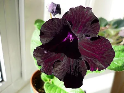 https://domingo.su/catalog/rasteniya_komnatnye/streptokarpus_pretti_turtl_d12_h30_1537304/