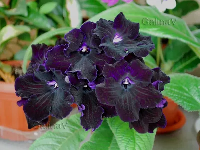 Стрептокарпус скальный (Streptocarpus saxorum) — описание, выращивание,  фото | на LePlants.ru