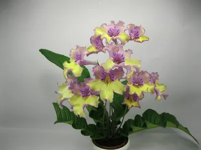 https://domingo.su/catalog/rasteniya_komnatnye/streptokarpus_pretti_turtl_d12_h30_1537304/