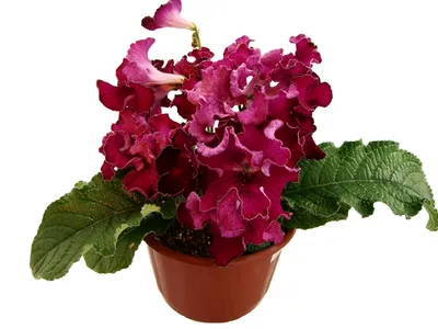 Стрептокарпус гибридный (Streptocarpus x hybridus)