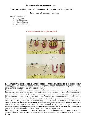 Из-за чего появляется стрептодермия и как ее лечить — советы врача - 3  августа 2023 - 29.ru