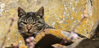 Лишай у котов: как его вылечить? | Zoohub