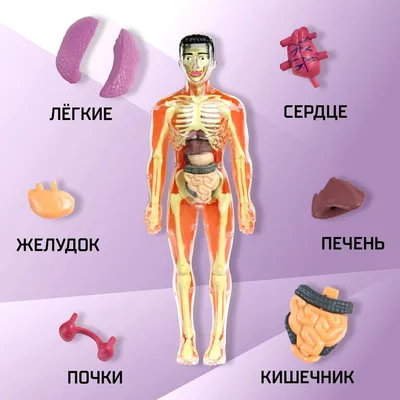 Женская анатомия человека, схема внутренних органов | Премиум векторы