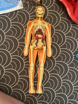 LER3336 Развивающая игрушка \"Анатомия человека. Тело\" (31 элемент)