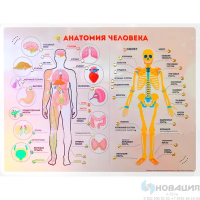 Набор для опытов «Строение тела», анатомия человека (2772939) - Купить по  цене от 495.00 руб. | Интернет магазин SIMA-LAND.RU