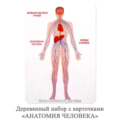 Внутреннее строение человека в виде …» — создано в Шедевруме