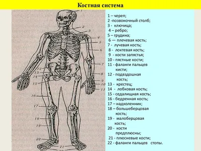 Анатомия человека фото - origins.org.ua