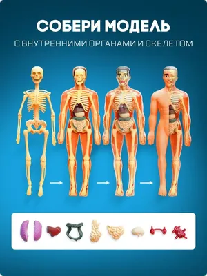 Мышцы человека: анатомия, строение, функции – Российский учебник