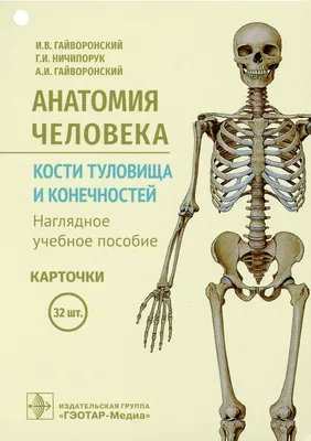 АНАТОМИЯ ЧЕЛОВЕКА. ВСЕ О СЕБЕ. | Nature of Human(NoH) | Дзен