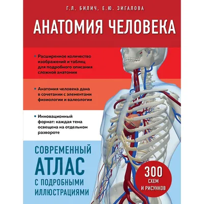 АНАТОМИЯ ЧЕЛОВЕКА. ВСЕ О СЕБЕ. | Nature of Human(NoH) | Дзен