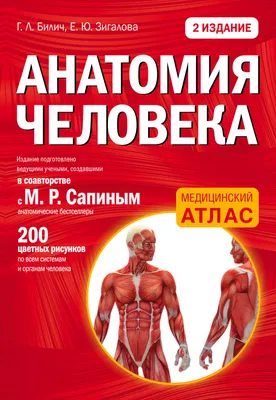 Билич Г. Л., Зигалова Е. Ю.: Анатомия человека. Современный атлас с  подробными иллюстрациями: купить книгу по выгодной цене в интернет-магазине  Marwin | Алматы