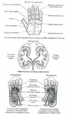 Су-джок терапия для развития ребенка! — Logoprofy.ru