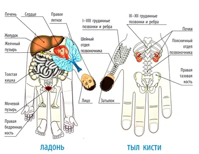 ТОЧЕЧНЫЙ СУ-ДЖОК МАССАЖ | ВКонтакте