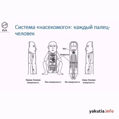 Су джок терапия картинки